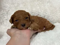 Archie, a male Cavapoo for sale in Campbellsville, KY – Photo 1 of 3