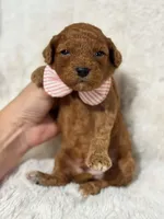 Archie, a male Cavapoo for sale in Campbellsville, KY – Photo 3 of 3