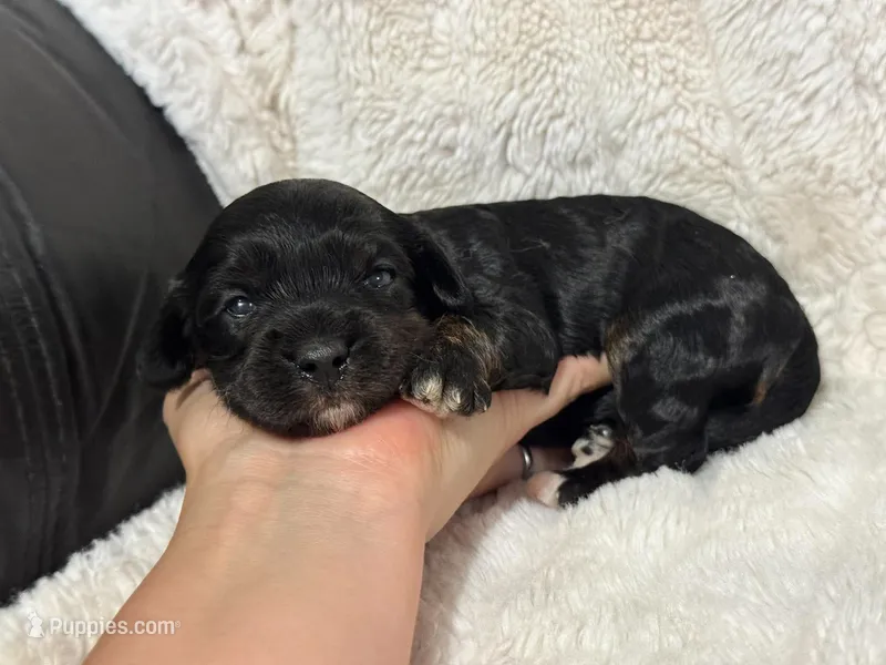 Queen – Cavapoo puppy for sale in Campbellsville, KY