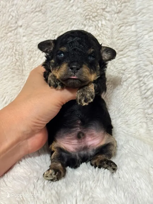 Boone  – Poodle - Toy  puppy for sale in Campbellsville, KY