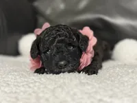 Luvie , a female Cavapoo for sale in Campbellsville, KY – 9 of 9
