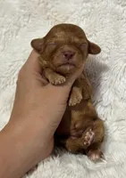 Amigo, a male Cavapoo for sale in Campbellsville, KY – 6 of 6