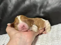 Marley, a female Cavapoo for sale in Campbellsville, KY – Photo 2 of 4