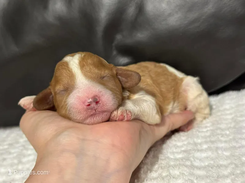 Marley – Cavapoo puppy for sale in Campbellsville, KY
