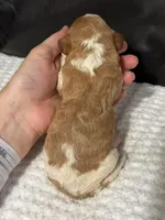 Marley, a female Cavapoo for sale in Campbellsville, KY – Photo 3 of 4