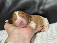 Marley, a female Cavapoo for sale in Campbellsville, KY – Photo 4 of 4