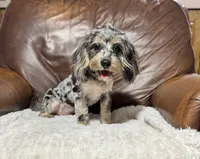 Shadow, a male Cavapoo for sale in Campbellsville, KY – 1 of 5