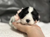 Livia, a female Cavapoo for sale in Campbellsville, KY – 3 of 7