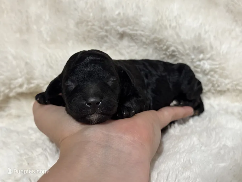 Nellie  – Poodle - Toy  puppy for sale in Campbellsville, KY
