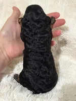Nova, a female Poodle - Toy  for sale in Campbellsville, KY – 6 of 7