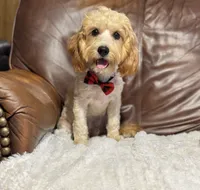 Teddy, a male Cavapoo for sale in Campbellsville, KY – 5 of 5