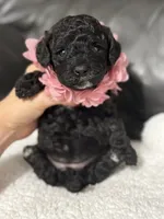 Luvie , a female Cavapoo for sale in Campbellsville, KY – 5 of 9