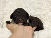 Bodhi (chocolate), a female Poodle - Toy  for sale in Campbellsville, KY – 1 of 5