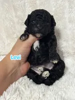 Levi, a male Poodle - Toy  for sale in Campbellsville, KY – 1 of 5