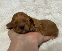 Abe, a male Cavapoo for sale in Campbellsville, KY – 4 of 5