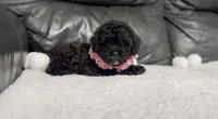 Luvie , a female Cavapoo for sale in Campbellsville, KY – 3 of 5