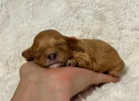 Apollo, a male Cavapoo for sale in Campbellsville, KY – 4 of 6