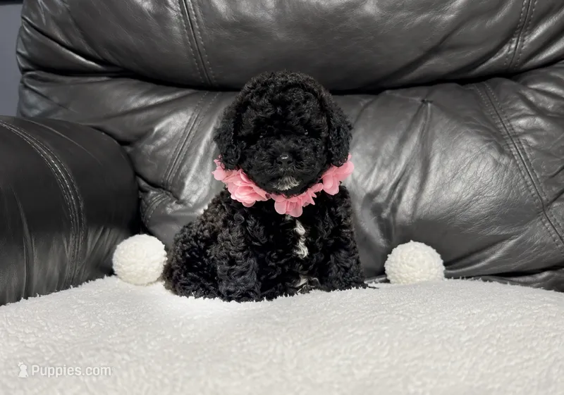 Luvie  – Cavapoo puppy for sale in Campbellsville, KY