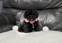 Luvie , a female Cavapoo for sale in Campbellsville, KY – 1 of 5