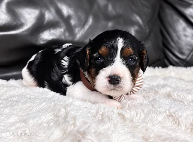 Checkers – Cavapoo puppy for sale in Campbellsville, KY