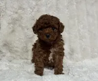 Rosie, a female Poodle - Toy  for sale in Campbellsville, KY – 3 of 5
