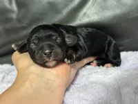 Queen, a female Cavapoo for sale in Campbellsville, KY – 5 of 5