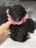 Luvie , a female Cavapoo for sale in Campbellsville, KY – 7 of 9