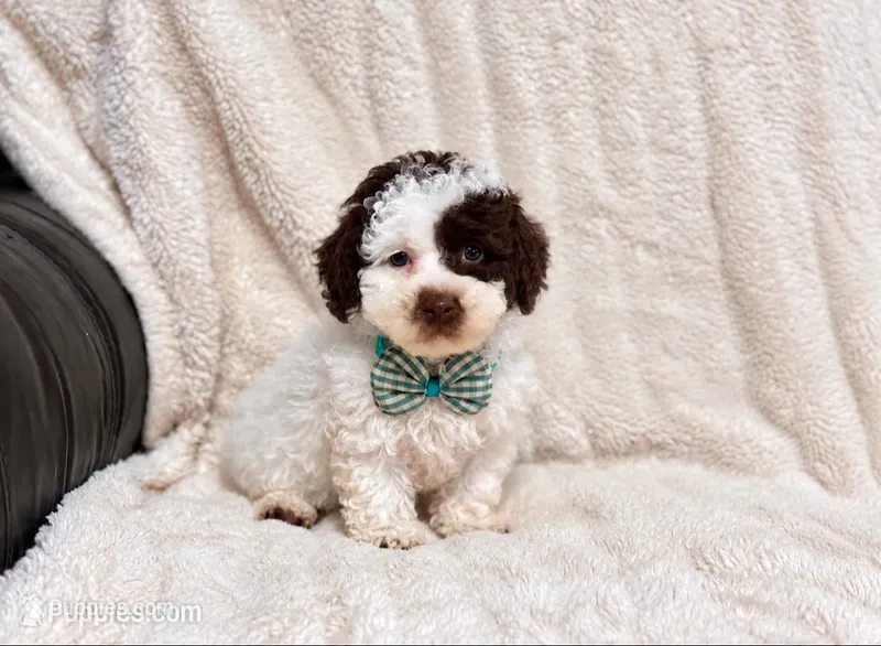Oreo – Poodle - Toy  puppy for sale in Campbellsville, KY