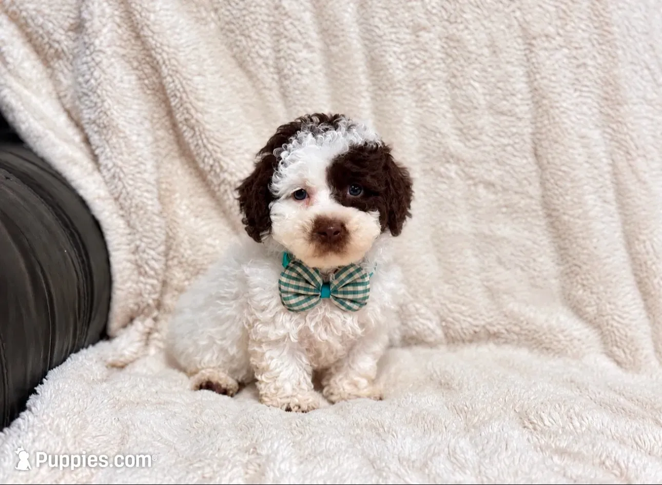 Oreo, a male Poodle - Toy  for sale in Campbellsville, KY – 1 of 4
