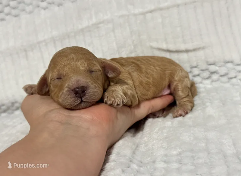 Christmas Blitzen – Poodle - Toy  puppy for sale in Campbellsville, KY