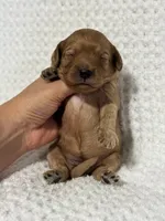 Darla, a female Cavapoo for sale in Campbellsville, KY – 2 of 5