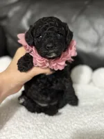Luvie , a female Cavapoo for sale in Campbellsville, KY – 6 of 9