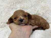 Bruno, a male Cavapoo for sale in Campbellsville, KY – Photo 2 of 10