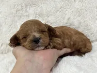 Bruno, a male Cavapoo for sale in Campbellsville, KY – Photo 5 of 10