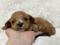 Bruno, a male Cavapoo for sale in Campbellsville, KY – Photo 1 of 10