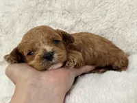 Bruno, a male Cavapoo for sale in Campbellsville, KY – Photo 9 of 10