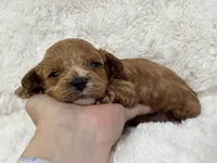 Bruno, a male Cavapoo for sale in Campbellsville, KY – Photo 6 of 10