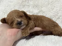 Bruno, a male Cavapoo for sale in Campbellsville, KY – Photo 7 of 10