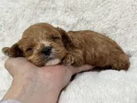 Bruno, a male Cavapoo for sale in Campbellsville, KY – Photo 10 of 10