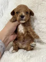 Bruno, a male Cavapoo for sale in Campbellsville, KY – Photo 3 of 10