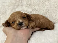 Bruno, a male Cavapoo for sale in Campbellsville, KY – Photo 8 of 10