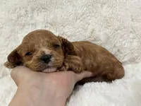 Bruno, a male Cavapoo for sale in Campbellsville, KY – Photo 4 of 10