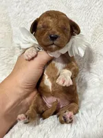 Ruby, a female Cavapoo for sale in Campbellsville, KY – 4 of 4