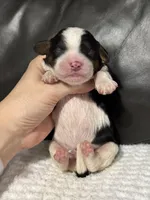 Mowgli, a male Cavapoo for sale in Campbellsville, KY – Photo 2 of 5