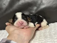 Mowgli, a male Cavapoo for sale in Campbellsville, KY – Photo 4 of 5