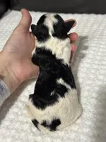 Mowgli, a male Cavapoo for sale in Campbellsville, KY – Photo 5 of 5