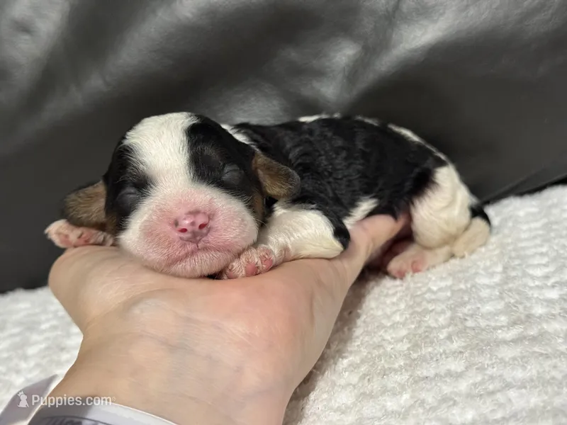 Mowgli – Cavapoo puppy for sale in Campbellsville, KY