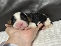 Mowgli, a male Cavapoo for sale in Campbellsville, KY – Photo 1 of 5