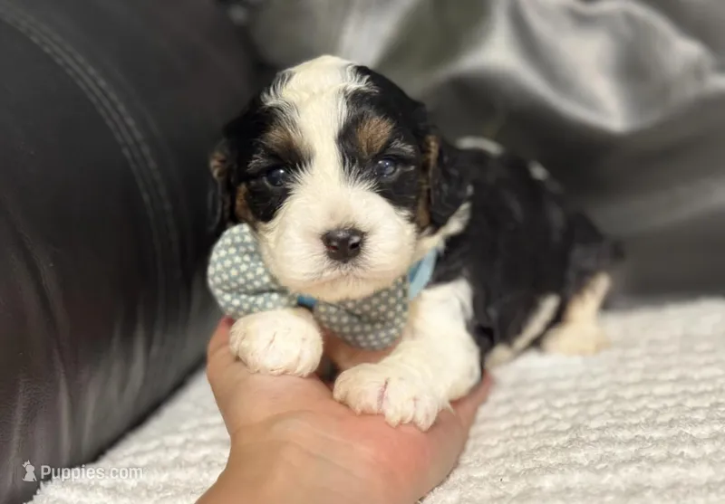 Mowgli – Cavapoo puppy for sale in Campbellsville, KY