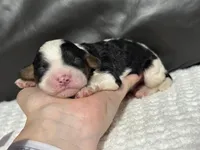 Mowgli, a male Cavapoo for sale in Campbellsville, KY – Photo 3 of 5